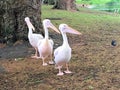 A view of some Pelicans