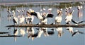 A view of some Pelicans