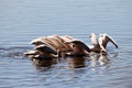 A view of some Pelicans