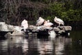 A view of some Pelicans on a Rock