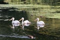 A view of some Pelicans