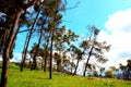 View at some pine trees near Casertavecchia