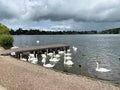 A view of some Swans at Ellesmere Lake