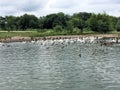 A view of some swans and Geese