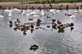 A view of some swans and Geese