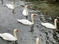 A view of a some Swans
