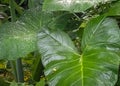 View of some taro trees with green and green grass in the park. Royalty Free Stock Photo