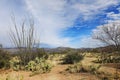 View of the Sonora Desert and Octillo cactus