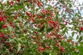 View at a sour cherry tree. Royalty Free Stock Photo