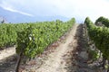 View Of South African Vineyard Royalty Free Stock Photo