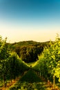 View at South Styria Vineyard fields in sunset sun in summer. Tourist destination Royalty Free Stock Photo