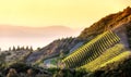 View of Southern California vineyards on a hillside with hazy sunset sky.