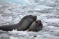 View of a Southern elephant seal and a baby seal swimming in the icy water in Antarctica