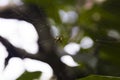 Spider on a web in morning tropical forest Royalty Free Stock Photo