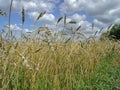 View of a spike wheat field