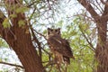 Spotted Eagle Owl Royalty Free Stock Photo