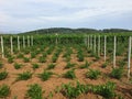 A view of a sprawling wine vineyard growing the local grk grapes on Korcula island in Croatia.