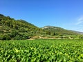 A view of a sprawling wine vineyard growing the local grk grapes on Korcula island in Croatia.