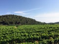 A view of a sprawling wine vineyard growing the local grk grapes on Korcula island in Croatia.