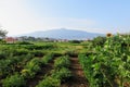 A view of a sprawling wine vineyard growing the local grk grapes with the small town of Lumbarda in the background