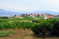 A view of a sprawling wine vineyard growing the local grk grapes with the small town of Lumbarda in the background, on Korcula