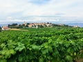 A view of a sprawling wine vineyard growing the local grk grapes with the small town of Lumbarda in the background, on Korcula