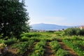 A view of a sprawling wine vineyard growing the local grk grapes with the small town of Lumbarda in the background