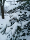 View of a sprig of a Christmas tree in the snow in the forest. Snow covered trees. Christmas and New Year. Royalty Free Stock Photo