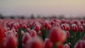 View of spring garden with many flowers. Morning view of tulip field in morning.