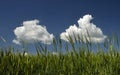 A view from spring green wheats