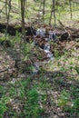 A View of a Spring Woodland Waterfall