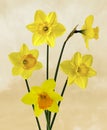 Wonderful Springtime daffodils in full bloom