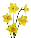 Wonderful Springtime daffodils in full bloom