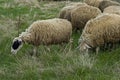 View of springtime field and group white sheep close up, Plana mountain Royalty Free Stock Photo