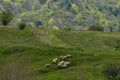 View of springtime field and group white sheep in Plana mountain Royalty Free Stock Photo