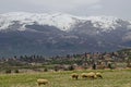 View of springtime field, residential district and group white sheep close up graze, Plana mountain Royalty Free Stock Photo