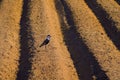 View of spur-winged lapwing Hod Hasharon Israel Royalty Free Stock Photo