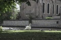 View of the square with swan and ducks near the Begijnhof in Bruges, Belgium Royalty Free Stock Photo