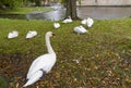 View of the square with swans near the Begijnhof in Bruges, Belgium Royalty Free Stock Photo