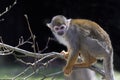 View of a squirrel monkey sitting on a large branch in a tree , in the spring .background black . Royalty Free Stock Photo