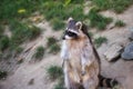 View of standing adult female lotor common raccoon procyon lotor