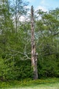 Standing Deadwood Tree