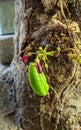 View of star fruit and tree trunk