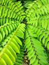 VIEW OF A STAR TREE