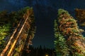 A view of the stars with pine trees forest in the foreground. Night shooting in the forest