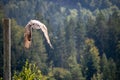 View of a starting, flying snowy owl against a forest and mountain background with blue sky