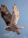 View of a starting, flying snowy owl against a forest and mountain background with blue sky