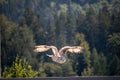 View of a starting, flying snowy owl against a forest and mountain background with blue sky