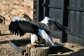 A view of a Stellar Eagle