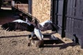 A view of a Stellar Eagle